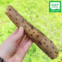 친환경팔도 GAP 인증 안동 장마(중품) 2kg 3kg 5kg, 장마(중품) 5kg