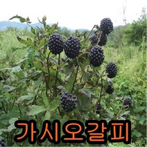 가시오갈피 2년 포트묘 3그루 나무 묘목 가시오갈피나무