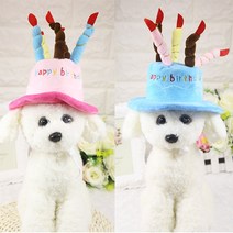 모스트 1+1 강아지 고양이 생일케이크 파티모자, 블루 1+1