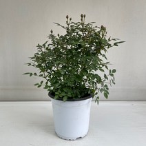 찔레나무 실내공기정화식물 반려식물 플랜테리어 온누리꽃농원, 1개