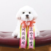 갓샵 인간화환 당일발송ver 강아지형 소형 [졸업 결혼식 생일], 상세설명 참조, 소형/6. 어디서풀냄새안나요? 뷰티풀원더풀♥