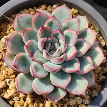 다육식물(황홀한연꽃) 랜덤발송