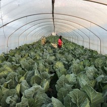 케일 쌈용 쥬스용 즙용 주스용, 5kg, 1개