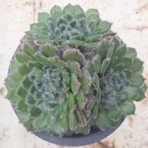 [수암다육] 왕비금사황 랜덤발송 Echeveria setosa var. ciliata 랜덤발송 다육 다육이 다육식물 164 금사황