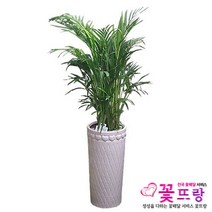 공기정화식물 개업화분 축하화분 화분배달 스투키 행운목 금전수 전국당일배송, B07 아레카야자