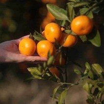 (신선한하루) 제주 조생 감귤 중대과 3kg + 3kg (L~2L) 재고소진시까지