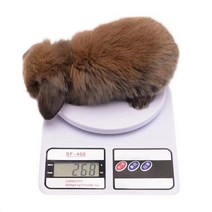 반려동물체중계 애견 동물병원 고양이 저울 무게측정, 상세 페이지 참고, 고양이와강아지 건전지식 20g부터20kg