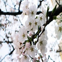 왕벚나무/접목1년(5주묶음)묘목/e0435