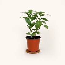 마이플랜트 [마이플랜트]커피나무 공기정화식물 소형 식물키우기 모종, 선택완료, 커피나무