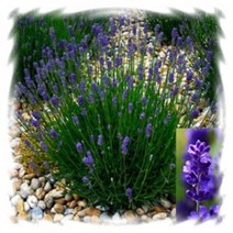 [어린모종]허브-잉글리쉬라벤다 : 8cm분, 엘레강스퍼플