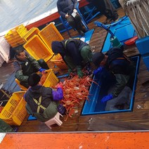 주문진 산지직송 당일조업 살아있는 주문진박달홍게10마리(마리당350-400g), 10마리, 4kg내외(마리당400g내외)