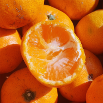 못난이귤 무농약귤 조생귤 밀감 제주 감귤 5kg 10kg [솔과]