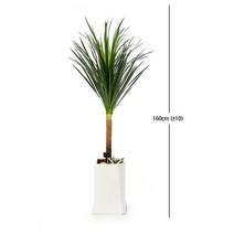 코스트코 [서울/경기배송] 드라세나드라코 Dragon Tree Seoul Gyeonggi-do, 1개
