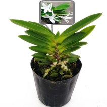 도도팜 1+1 스파트필름/ 호야 테이블야자 고무나무 행운목 스킨답서스 아이비 천냥금 파키라 율마 금전수 나도풍란 리사호야 금전수 보석금전수 문샤인 스투키 토분 공기정화식물, 32. (2개)해왕환 1개