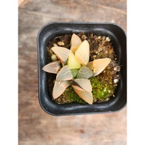 하월시아 코렉타 금, 1개