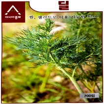 아시아 딜 허브 씨앗 700립, 1개