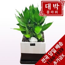 대박플라워 금천죽 개업화분 집들이선물 실내인테리어화분 공기정화식물 관엽식물