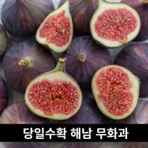 해남 무화과 750g~900g (8~10과) 고급 달달한