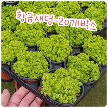 꽃나라엘리스 황금세덤-20개박스-꽃말이 설레임 이라고 하네요~