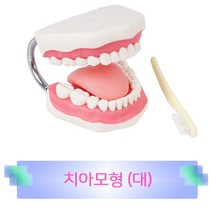 진산메디칼 치아모형 대