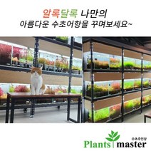 플랜츠마스터(수초 주인장) 어항 수초 모음 (유경 전경 중경 후경 초보 고급 부상 포인트), (14번) 옐로오란다 미니 1촉