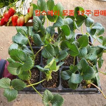 딸기모종 - 킹스베리 딸기 모종 12주 판매 =무료배송., 킹스베리 모종 12주