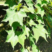 고로쇠 고로쇠나무 산삼고로쇠 우산고로쇠 120L포트