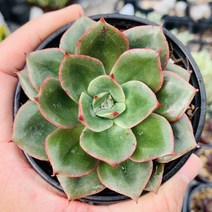 롱기시마SP 미니 다육이 종류 국민 다육식물 키우기