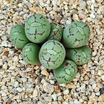 유비포르미(랜덤발송)