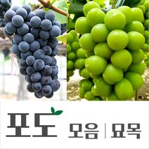 [경민농원]포도삽목묘목(켐벨 샤인머스켓 블랙사파이어 비케이시들레스), 켐벨
