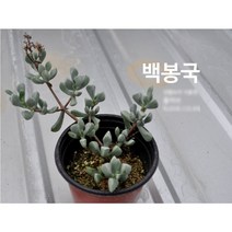 다육식물/선인장 백봉국 화분모종 4개 (L0318)