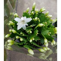 행복한꽃순이/게발선인장(빨강 흰색)/15cm, 흰색