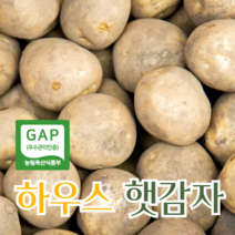 [판매1위] 특-왕특 100-500g 하우스 햇감자 가성비 감자 3Kg 5Kg 10kg 20kg, 특~왕특 5KG (개당100-500G내외)