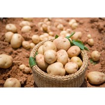 국내산 수미감자 제철 햇감자 0.5kg 1kg 1.5kg 2kg 3kg 5kg 10kg, 중, 감자1kg