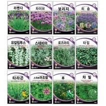 오레가노 유칼립투스 라벤다 오레가노 라벤다 로즈마리 페퍼민트 보리지 허브씨앗 타임 바질 카모마일 차이브 딜 레몬밤 세이지 히솝 소렐 유칼립투스 키우기 심기 재배 정원가꾸기, 로즈마리 20립