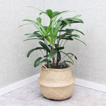 관음죽 공기정화식물 돈들어오는 라탄화분가리개커버 세트