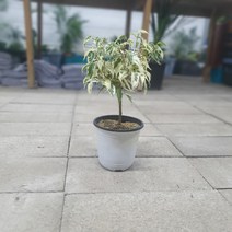 무배특가 칼라벤자민 외목대 중품 공기정화식물 35~45cm 79s