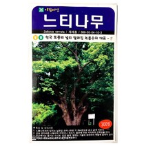느티나무씨앗 300알 나무씨앗 느티나무 씨앗