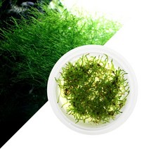 수초-무균 조직배양 윌로모스-열대어 어항 수중식물, 없음