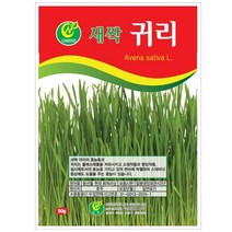 대용량 밀 새싹 씨앗 500g / 새싹씨앗 밀씨앗 밀새싹씨앗 새싹밀 밀씨 새싹씨앗밀, 03_새싹대용량_귀리(500g)