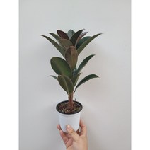목대보소 멜라니고무나무 왕목대형 20~35cm 35