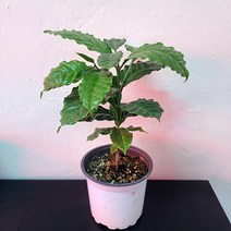 커피나무(중품) 외목대 실내공기정화식물 열매식물 인테리어식물 07, 1개