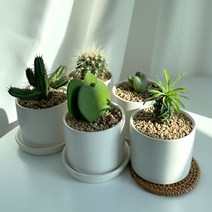 미니선인장 선인장 다육식물 미니식물 미니다육이 피쉬본 괴마옥 외 8종 무광세라믹, 하트호야(2쌍)