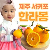 연효네 제주 한라봉 가정용 선물용 과일 3kg 5kg 레드향 천혜향 할라봉 주문즉시 수확발송, 선물용 중대과 5kg(17-21과)