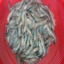 일등농수산 고흥 활새우 소 1kg 50-60마리, 1개