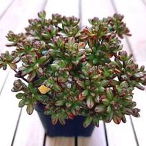 소인제 키우기 물이 들면 예뻐지는 다육식물40 랜덤, 단품, 1개