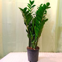 하늘꽃농원 금전수 (대) 돈나무, 1개