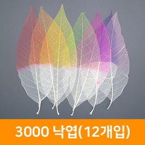 3000 낙엽(12개입), 주황