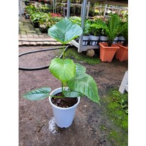 40~70cm 119 휘커스움베르타 중품