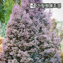 퍼플히더 상록수 정원수 조경수 가림원예조경, 키60cm 분묘, 1개